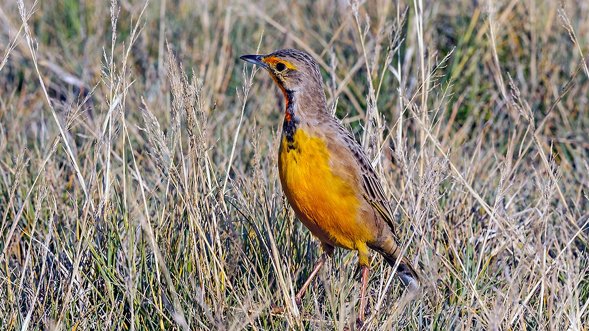 Cape Longclaw [Macronyx capensis colletti]
