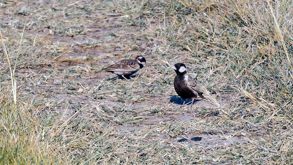 Grey-backed Sparrow-Lark [Eremopterix verticalis verticalis]