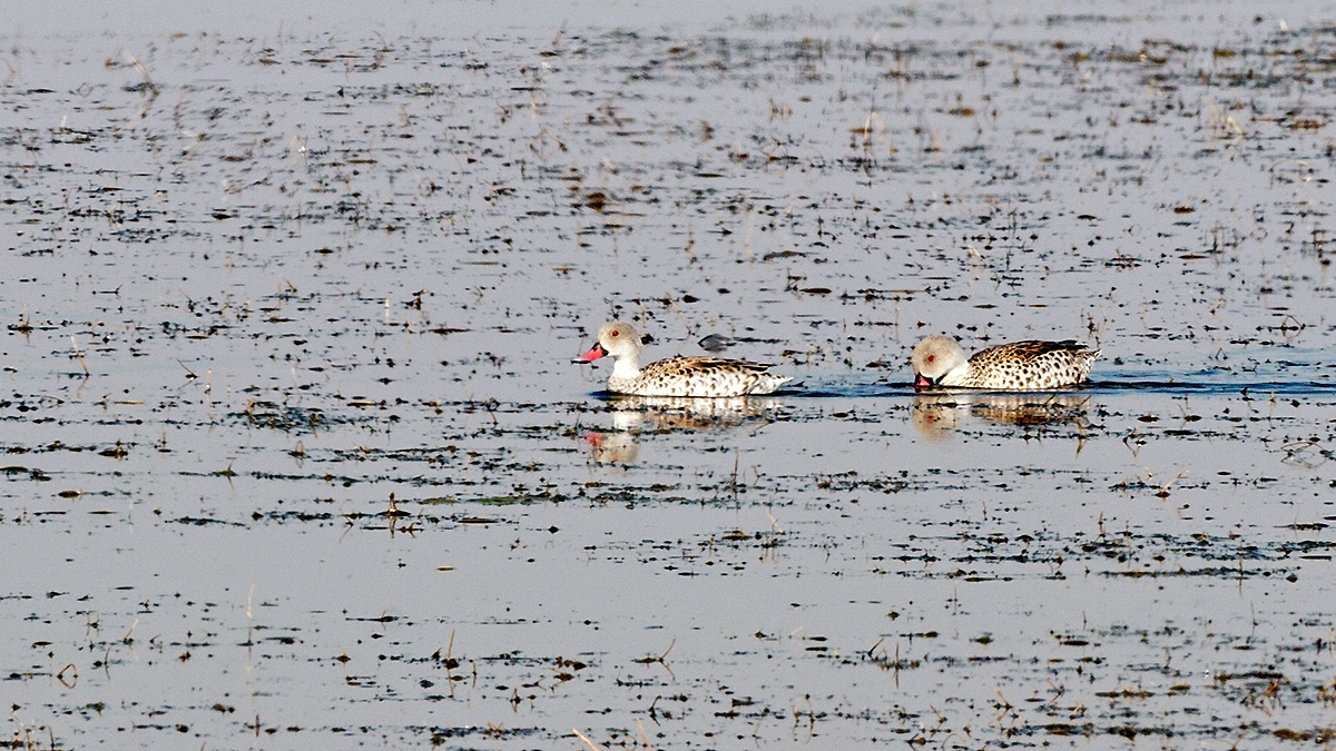 Cape Teal [Anas capensis]