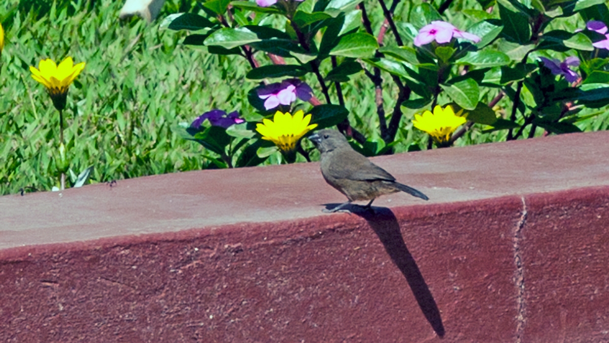 Brown Firefinch [Lagonosticta nitidula]