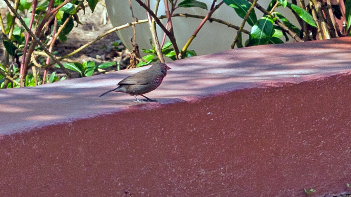 Brown Firefinch [Lagonosticta nitidula]