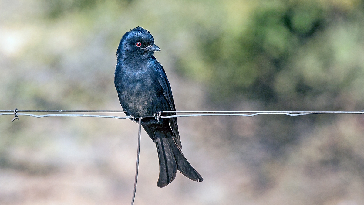 Fork-tailed Drongo [Dicrurus adsimilis apivorus]