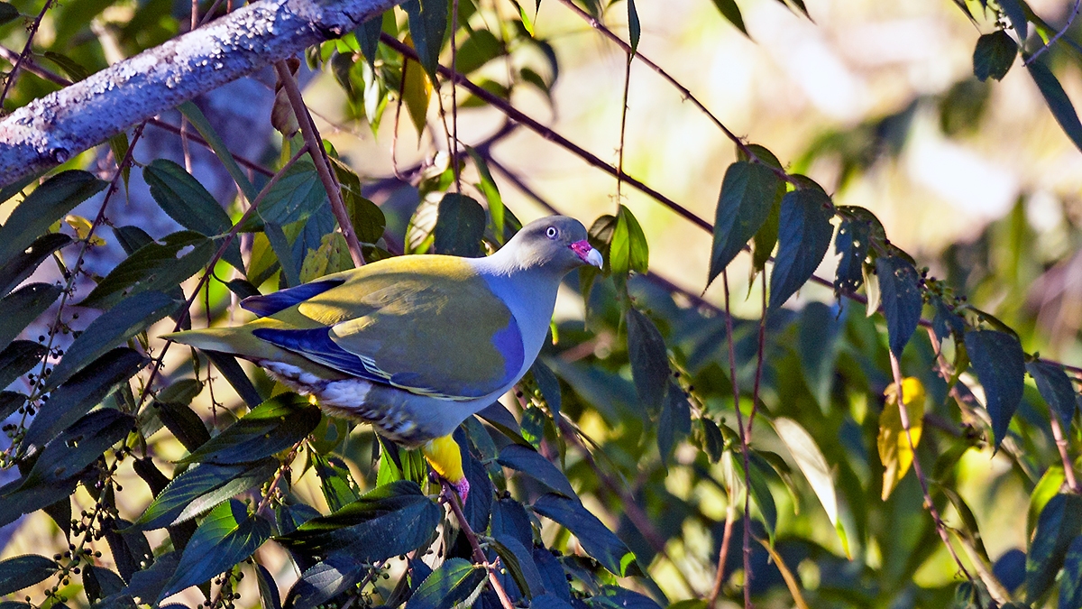 African Green Pigeon [Treron calvus delalandii]