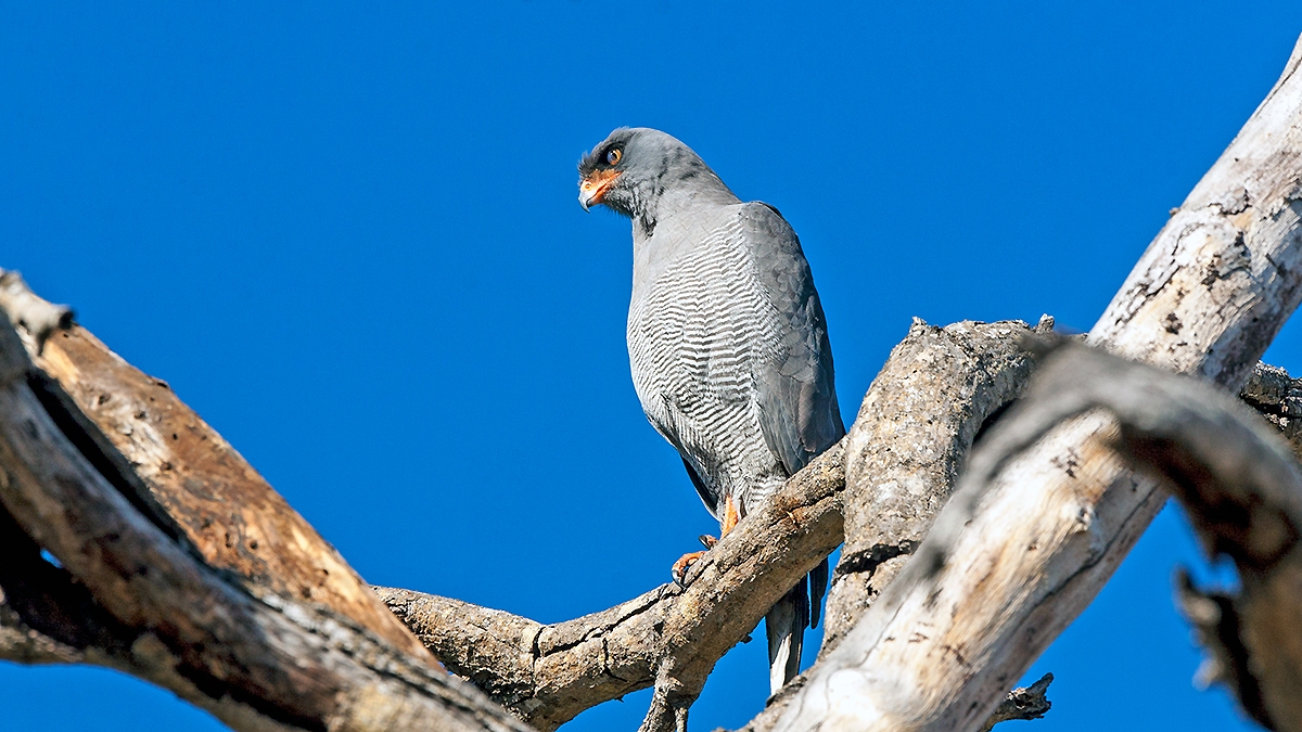 Dark Chanting Goshawk [Melierax metabates mechowi]