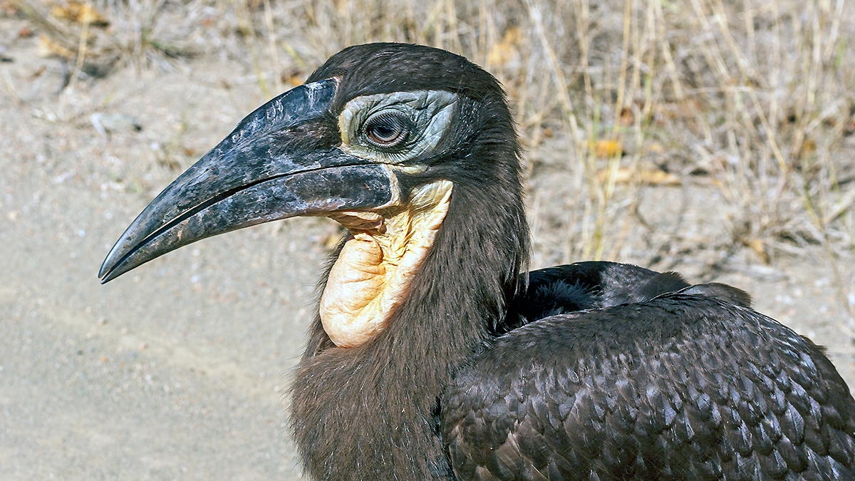 Southern Ground Hornbill [Bucorvus leadbeateri]