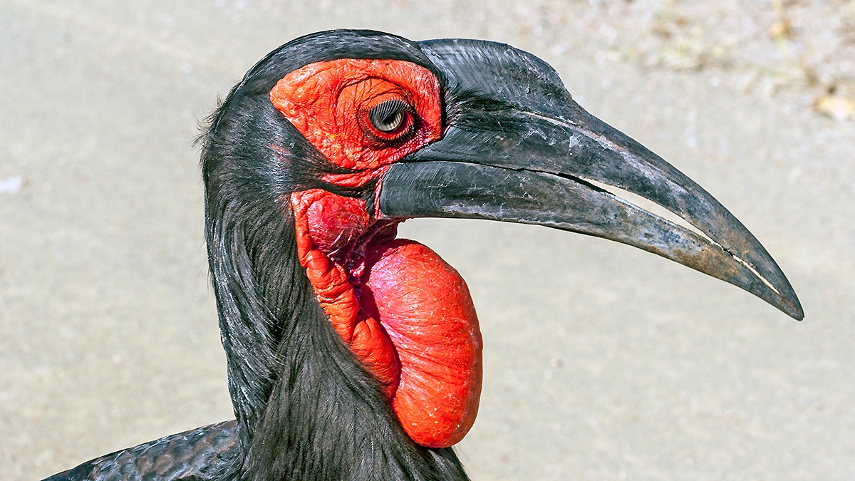 Southern Ground Hornbill [Bucorvus leadbeateri]