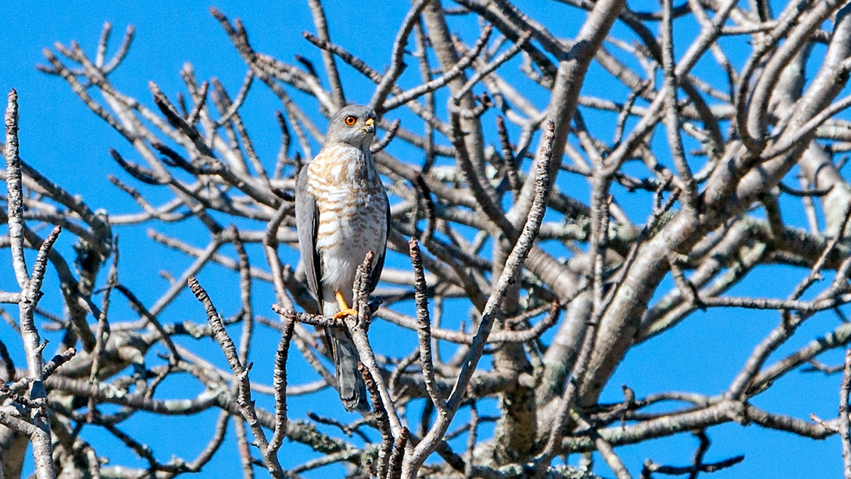 Shikra [Tachyspiza badius polyzonoides]