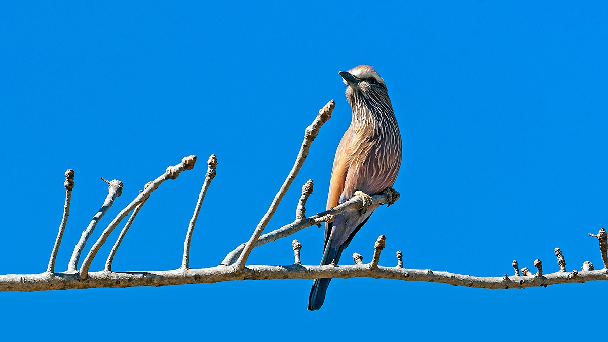 Purple Roller [Coracias naevius mosambicus]