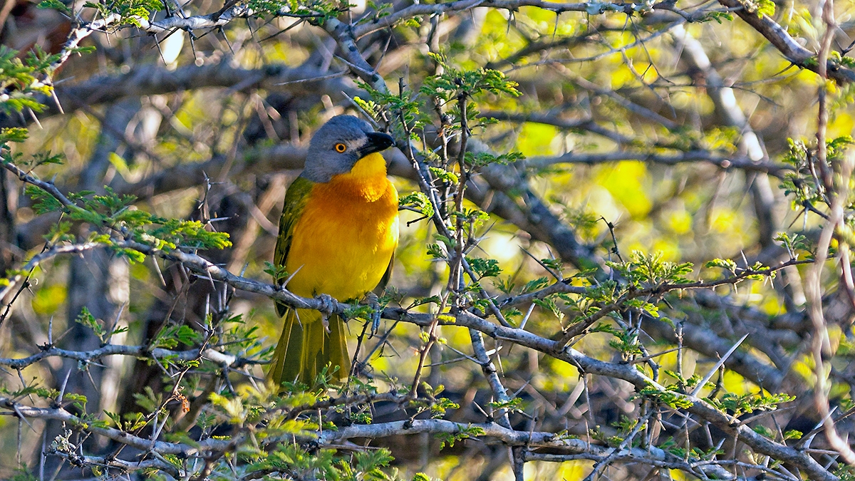 Grey-headed Bushshrike [Malaconotus blanchoti interpositus]
