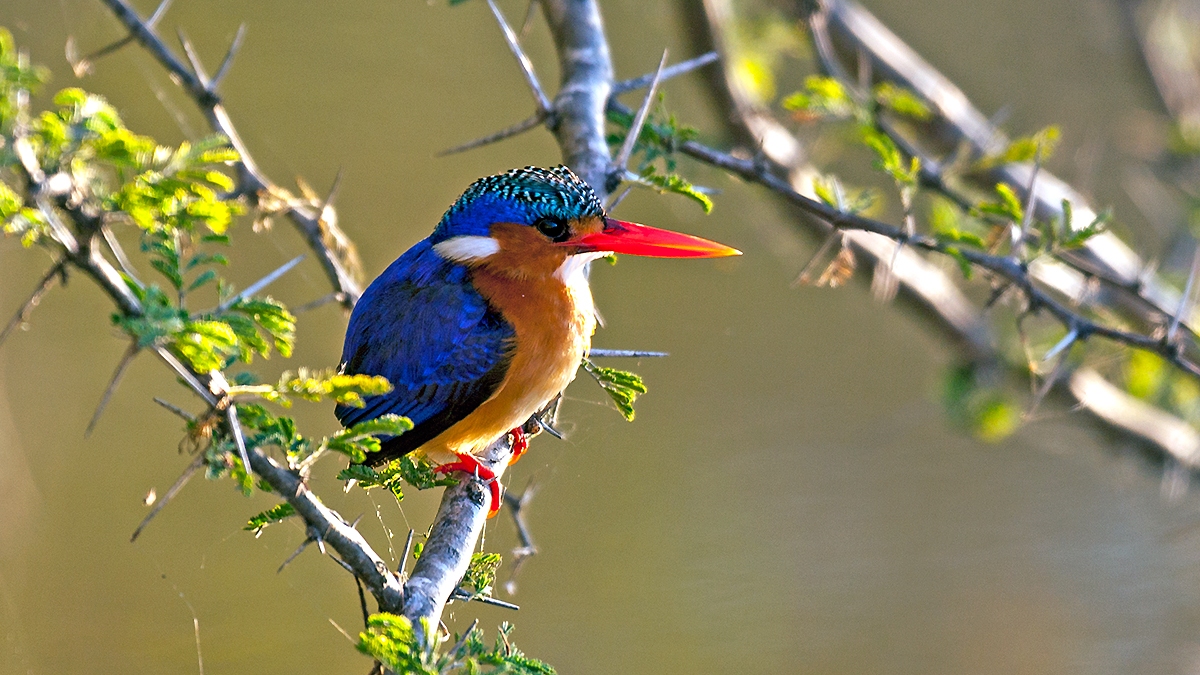 Malachite Kingfisher [Corythornis cristatus cristatus]