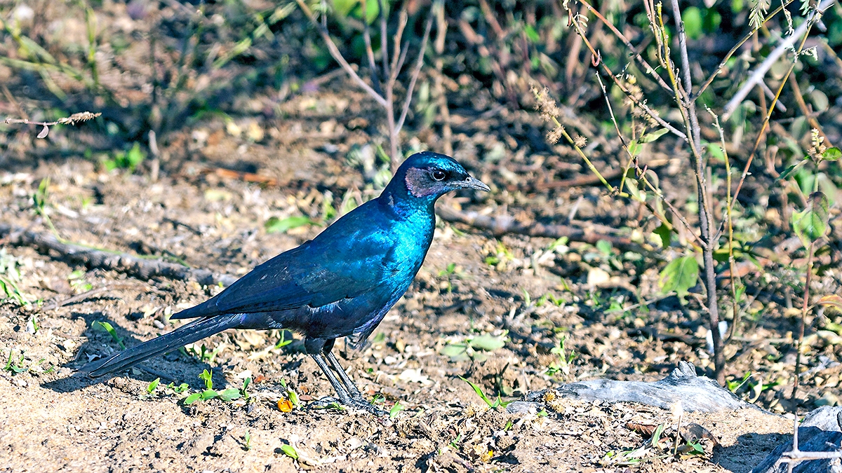 Burchell's Starling [Lamprotornis australis]