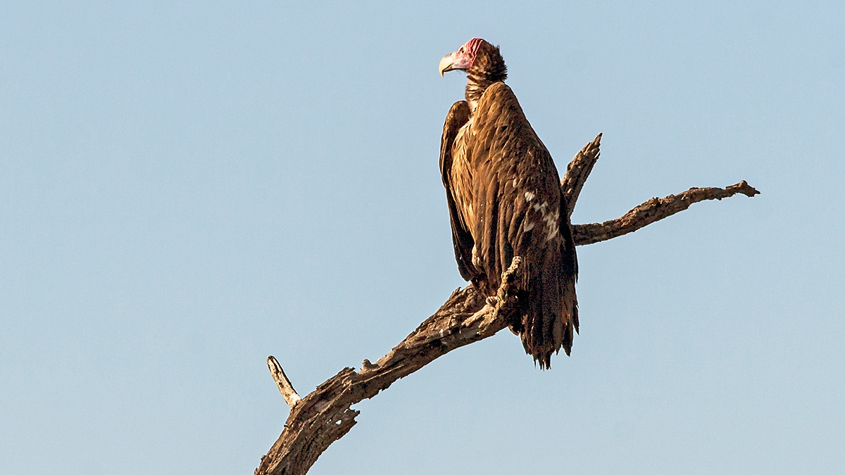 Lappet-faced Vulture [Torgos tracheliotos tracheliotos]