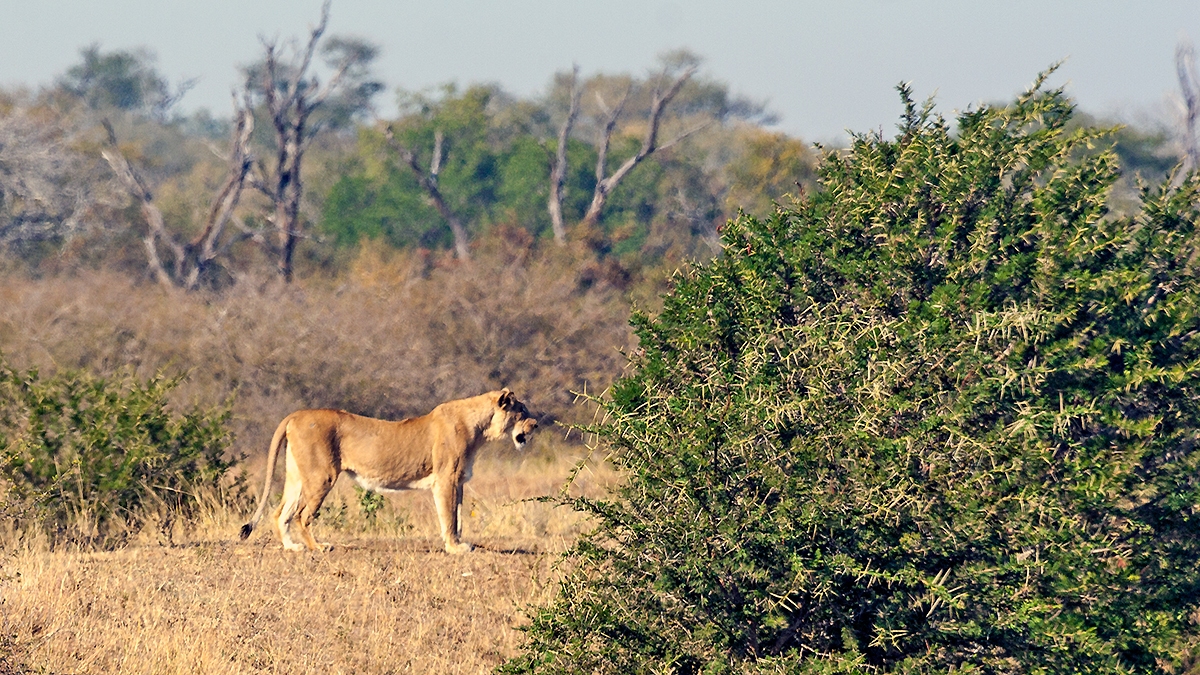 Lion [Panthera leo melanochaita]