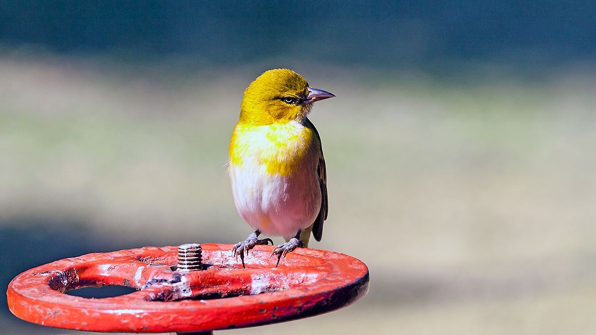Lesser Masked Weaver [Ploceus intermedius cabanisii]