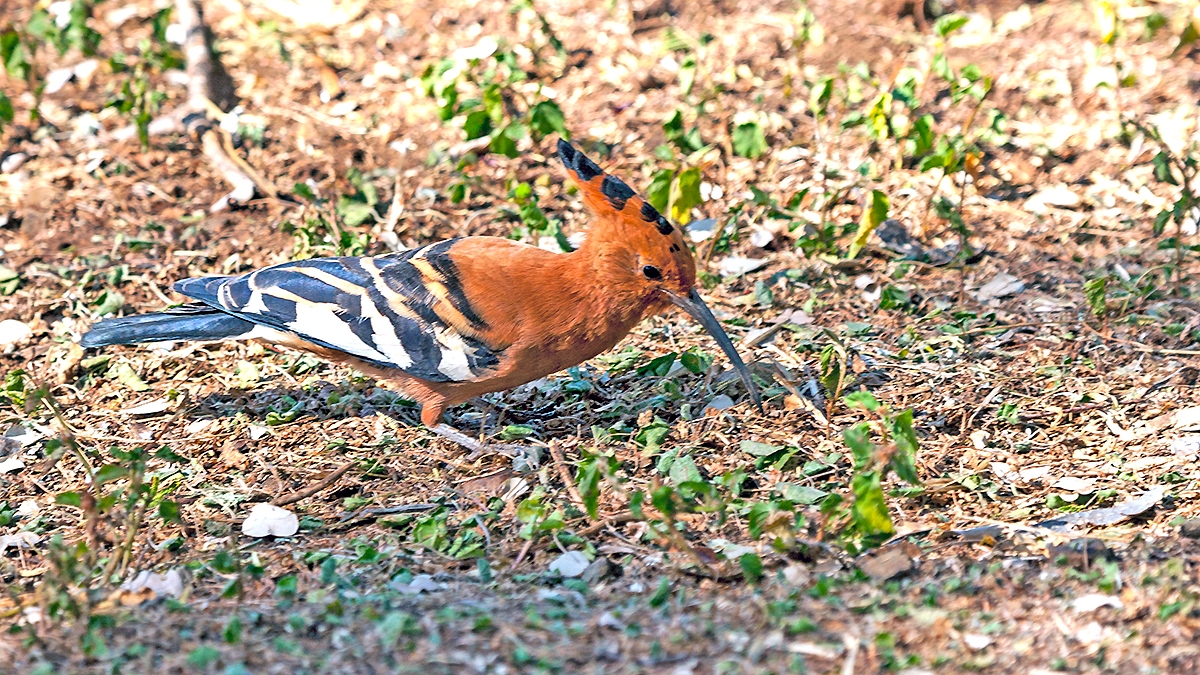 Eurasian Hoopoe [Upupa epops africana]