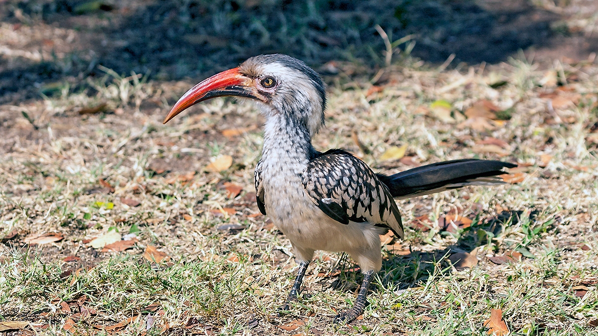 Southern Red-billed Hornbill [Tockus rufirostris]