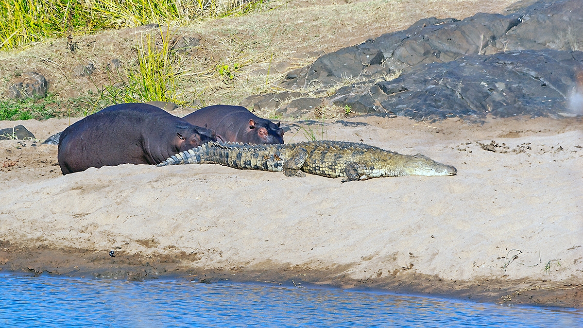 Nile Crocodile [Crocodylus niloticus]