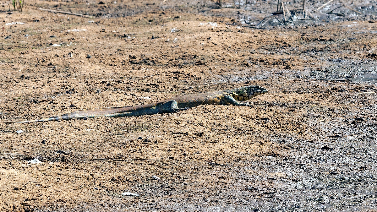 Nile Monitor [Varanus niloticus]