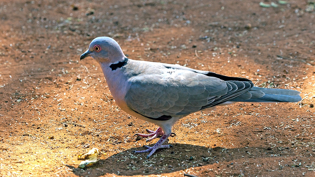 Mourning Collared Dove [Streptopelia decipiens ambigua]
