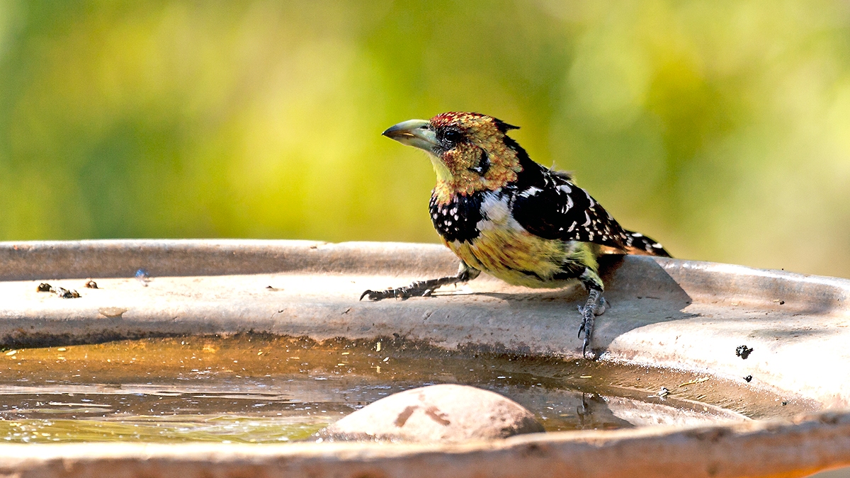 Crested Barbet [Trachyphonus vaillantii vaillantii]