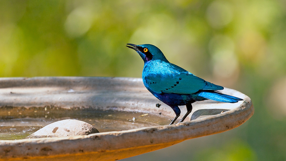 Greater Blue-eared Starling [Lamprotornis chalybaeus nordmanni]