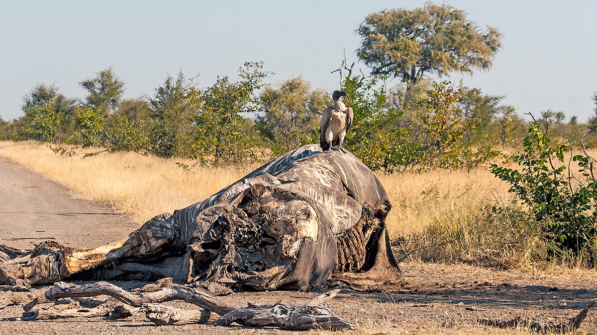 White-backed Vulture [Gyps africanus]