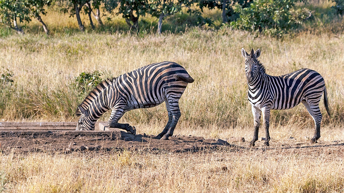 Plains Zebra [Equus quagga chapmani]
