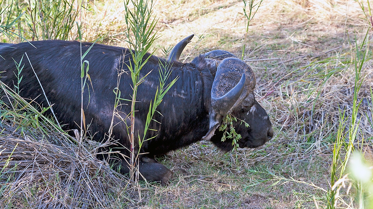 African Buffalo [Syncerus caffer caffer]