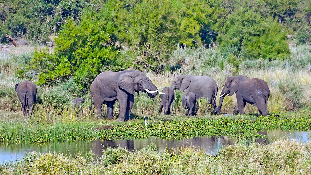 African Bush Elephant [Loxodonta africana]