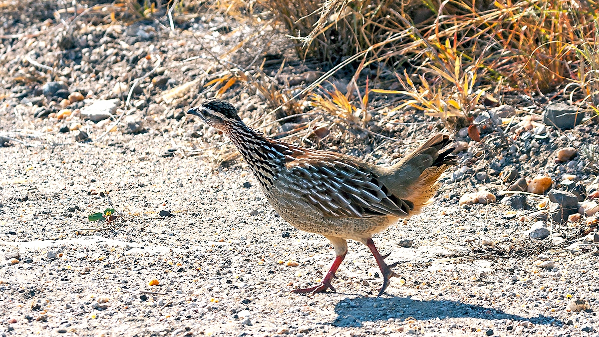 Crested Francolin [Ortygornis sephaena sephaena]