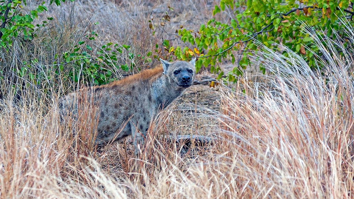 Spotted Hyena [Crocuta crocuta]