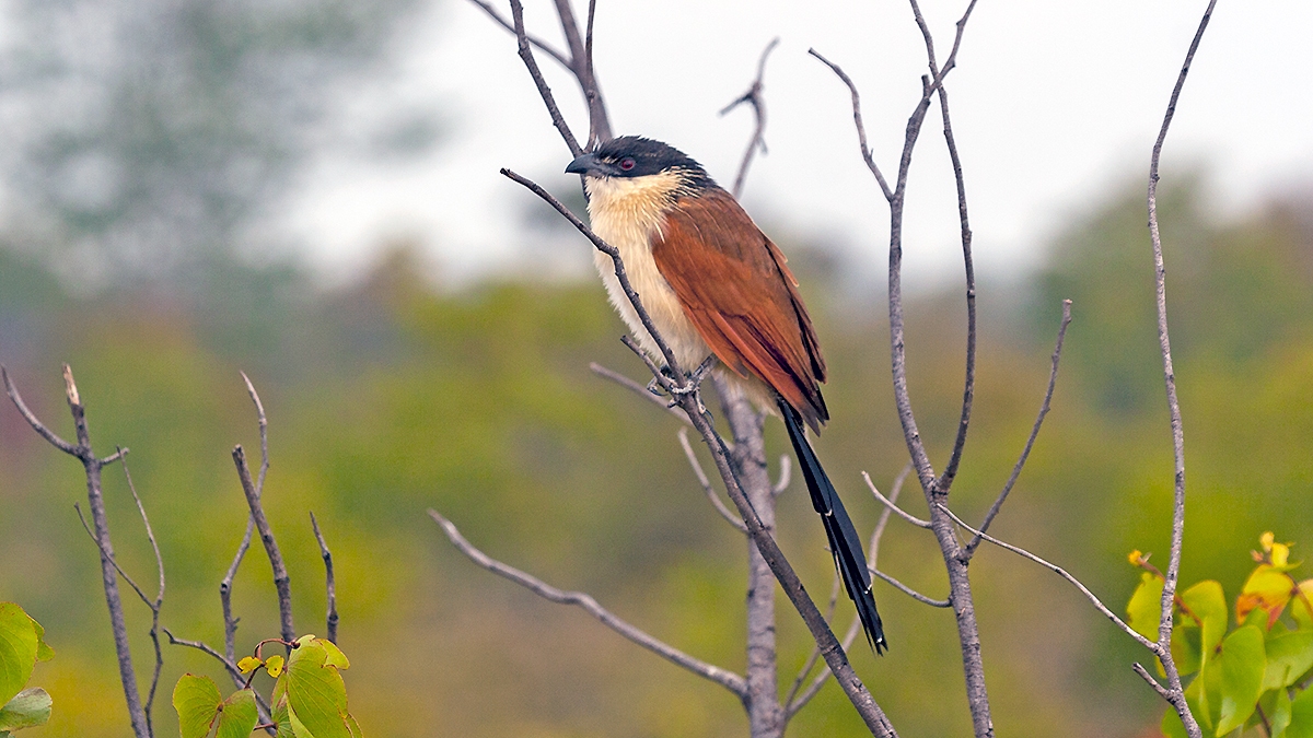 Burchell’s Coucal [Centropus burchellii burchellii]