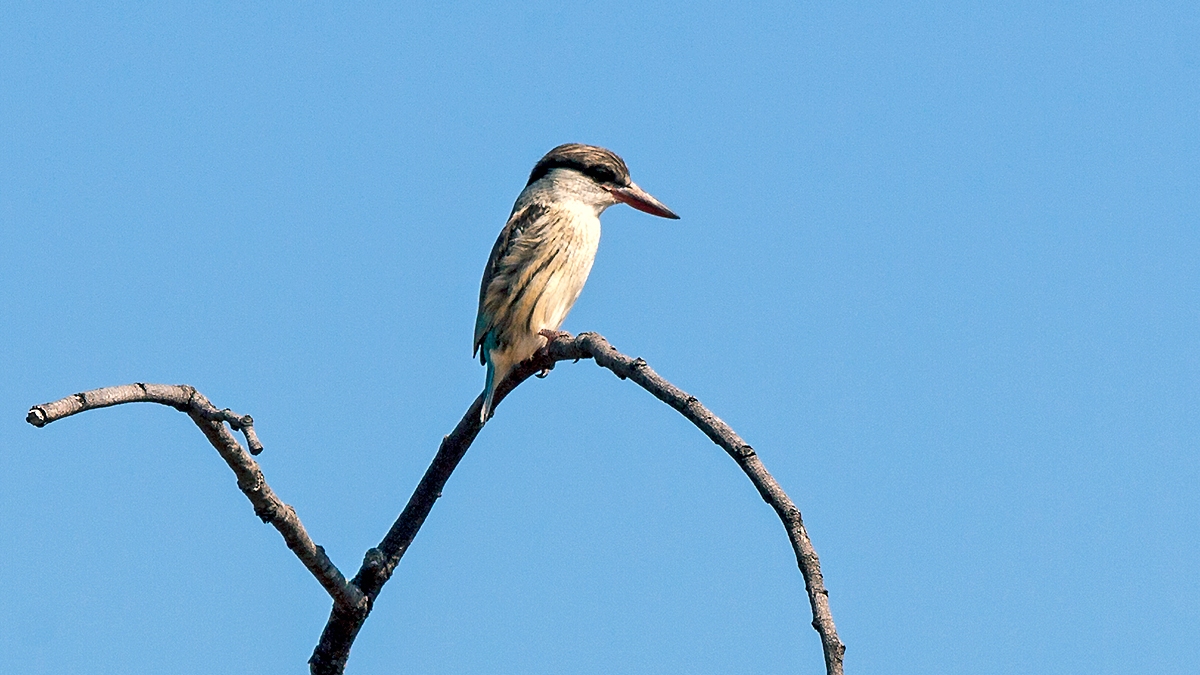 Striped Kingfisher [Halcyon chelicuti chelicuti]