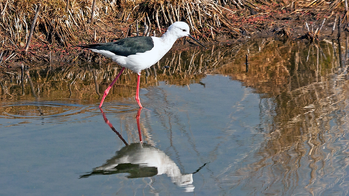 Black-winged Stilt [Himantopus himantopus]
