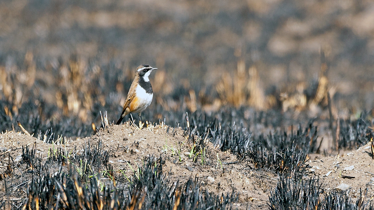 Capped Wheatear [Oenanthe pileata pileata]