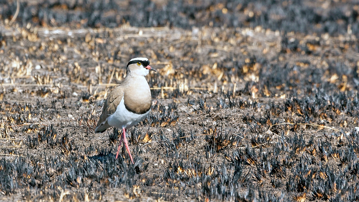 Crowned Lapwing [Vanellus melanopterus melanopterus]
