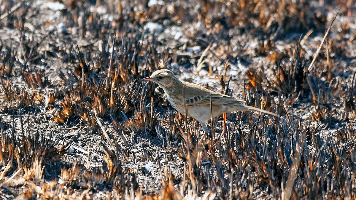African Pipit [Anthus cinnamomeus rufuloides]