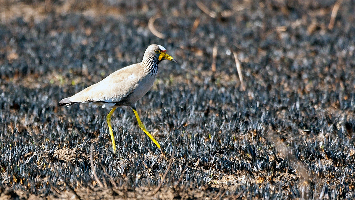 African Wattled Lapwing [Vanellus senegallus lateralis]