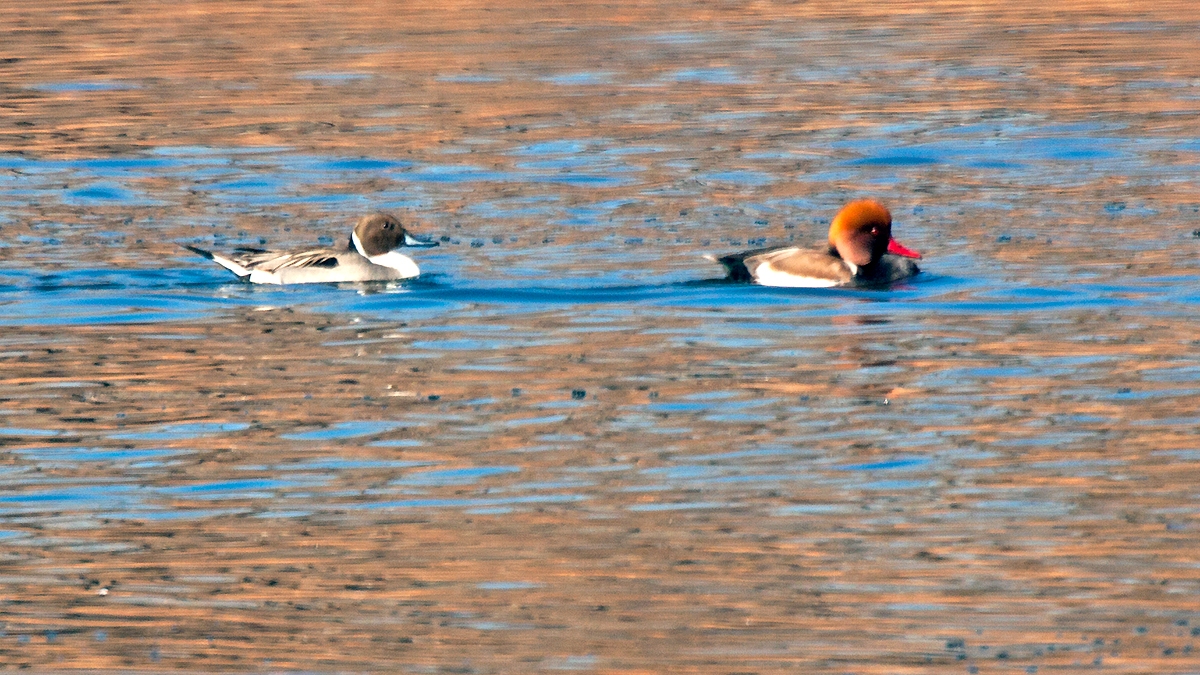 Red-crested Pochard [Netta rufina]