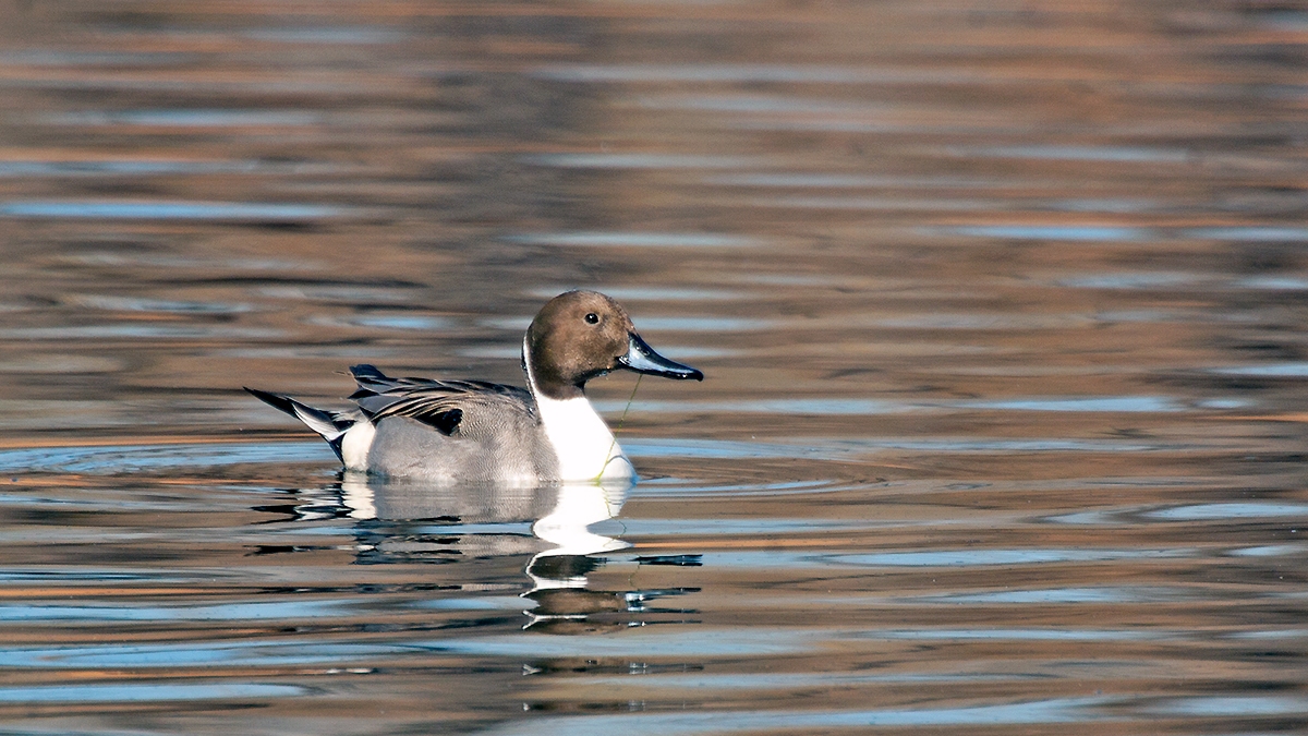 Northern Pintail [Anas acuta]