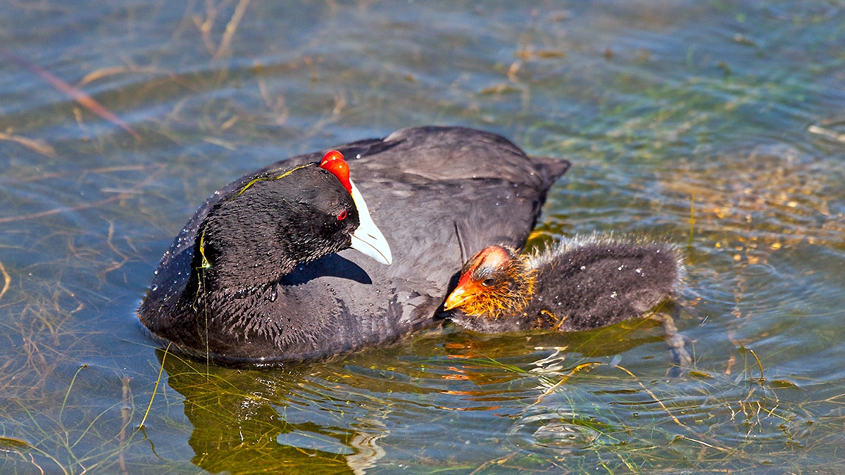 Red-knobbed Coot [Fulica cristata]