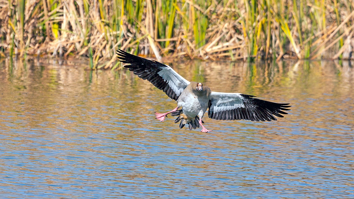 Egyptian Goose [Alopochen aegyptiaca]