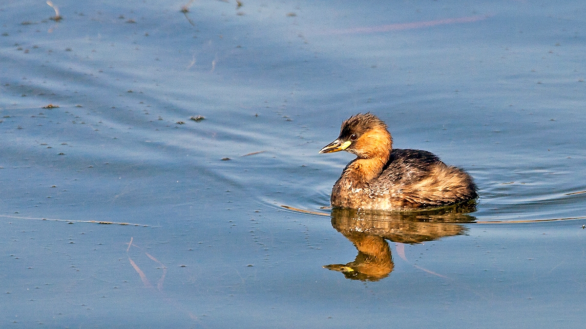 Little Grebe [Tachybaptus ruficollis capensis]