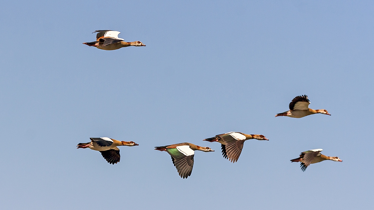 Egyptian Goose [Alopochen aegyptiaca]