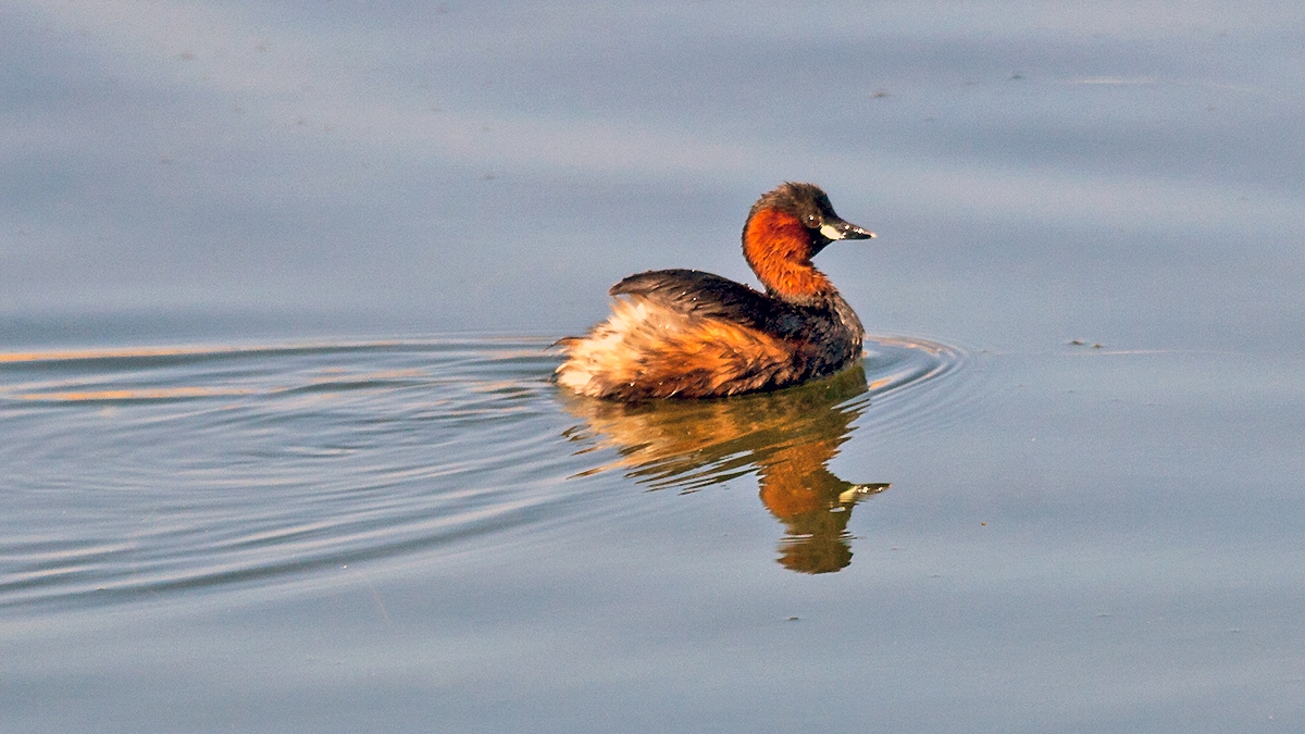 Little Grebe [Tachybaptus ruficollis capensis]