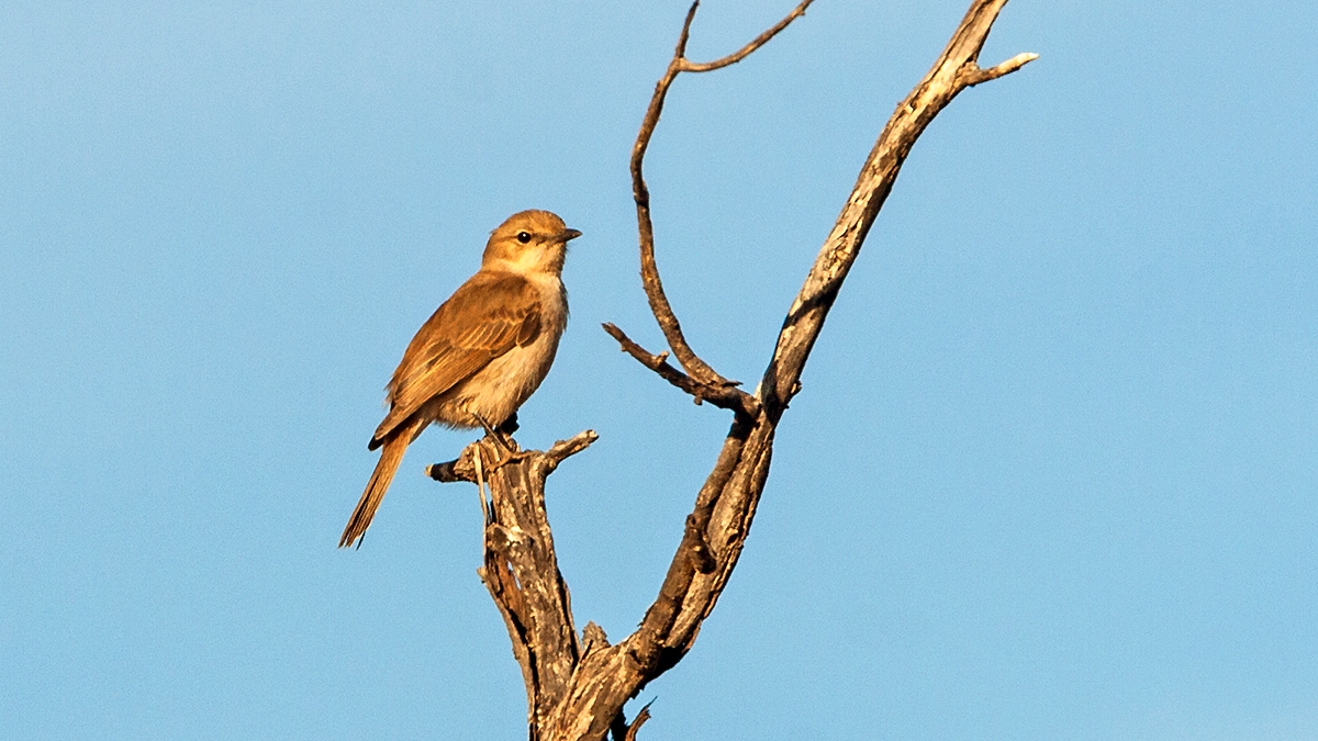 Marico Flycatcher [Bradornis mariquensis acaciae]
