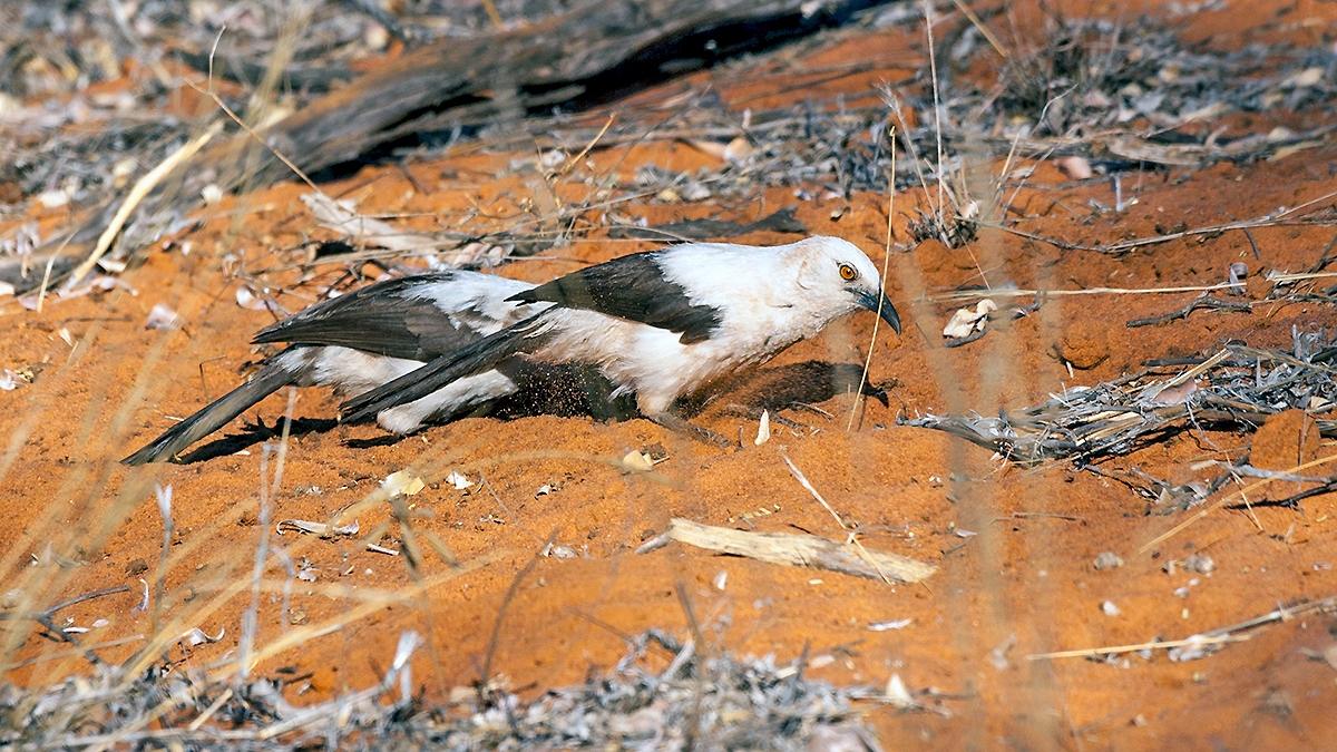 Southern Pied Babbler [Turdoides bicolor]