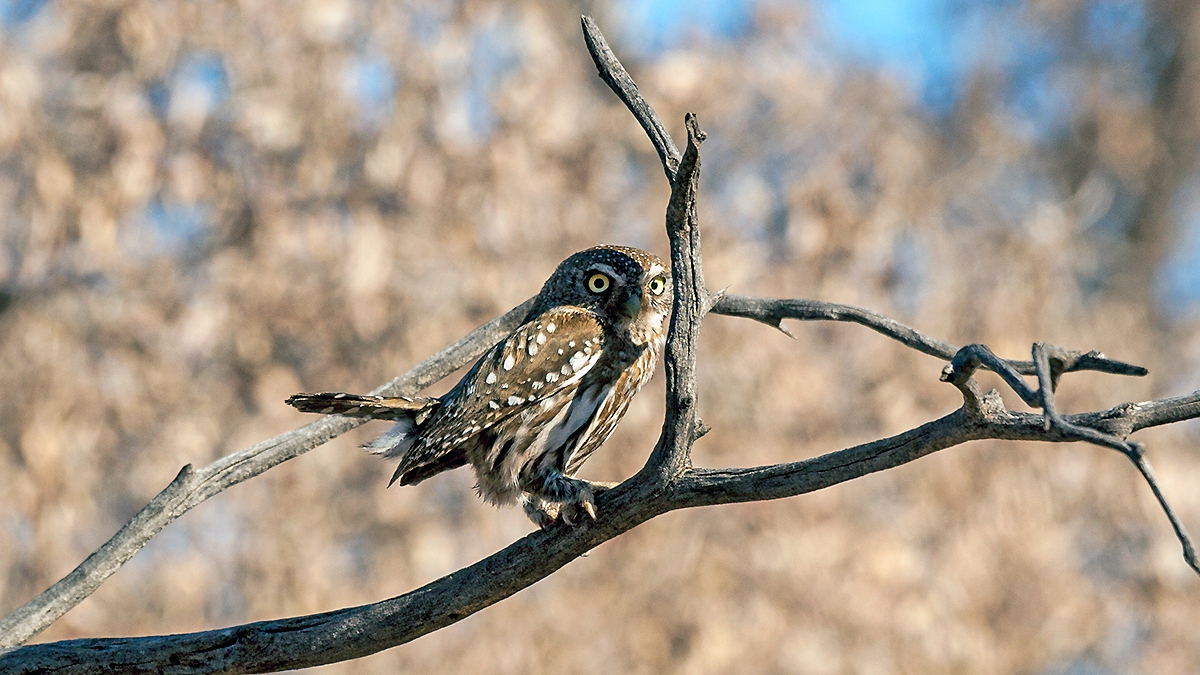 Pearl-spotted Owlet [Glaucidium perlatum licua]
