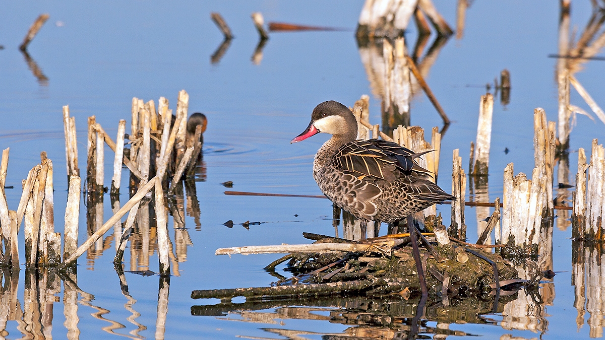 Red-billed Teal [Anas erythrorhyncha]