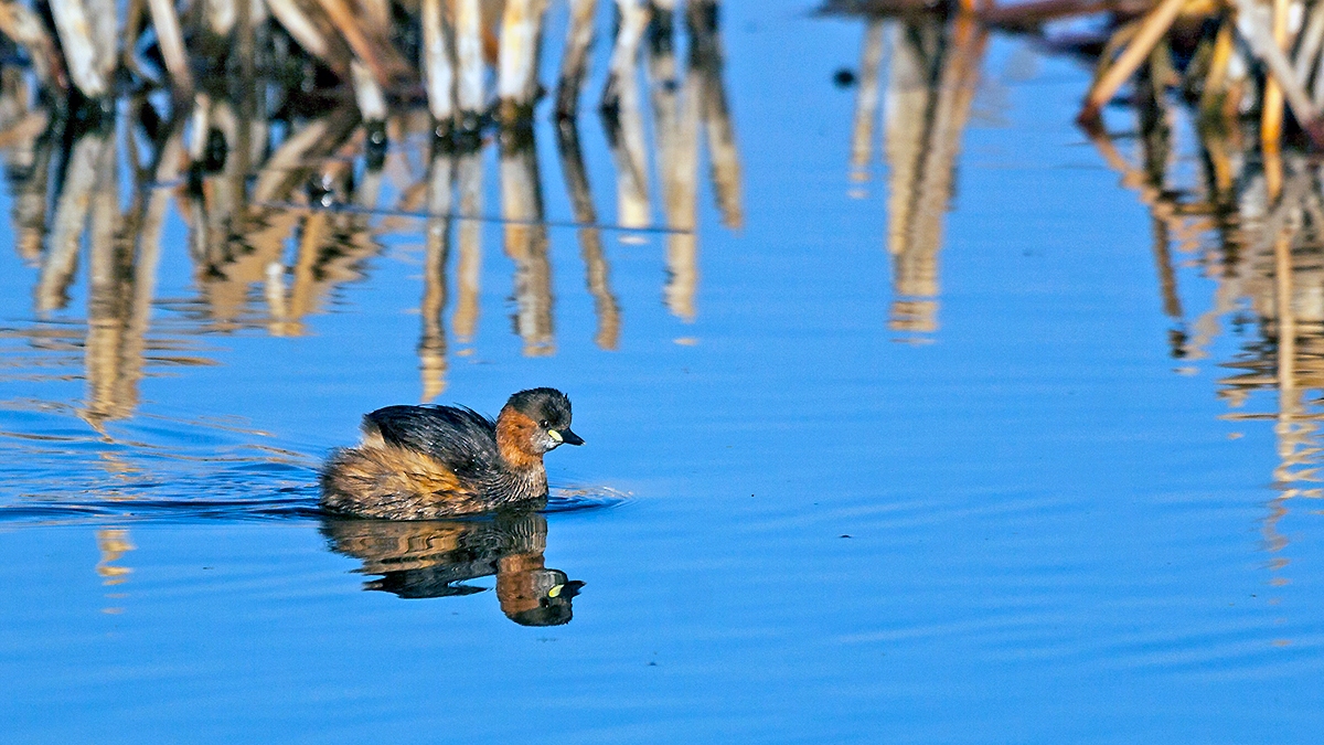Little Grebe [Tachybaptus ruficollis capensis]